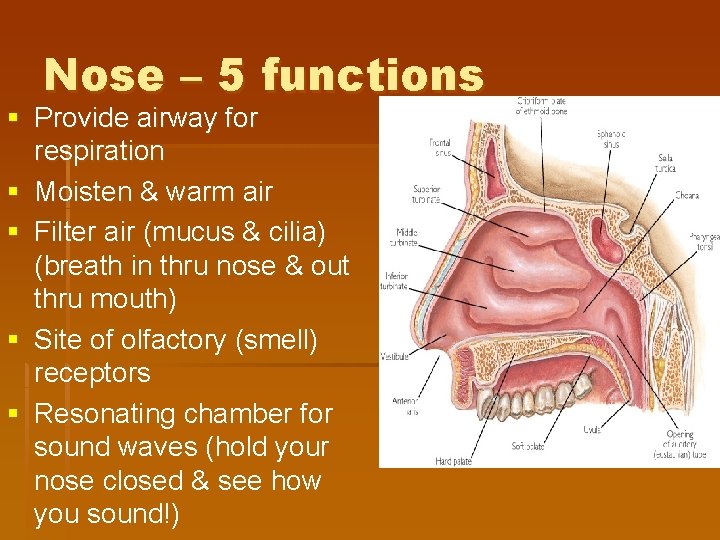 Nose – 5 functions § Provide airway for respiration § Moisten & warm air Nose – 5 functions § Provide airway for respiration § Moisten & warm air