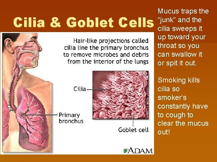 Cilia & Goblet Cells Mucus traps the “junk” and the cilia sweeps it up Cilia & Goblet Cells Mucus traps the “junk” and the cilia sweeps it up