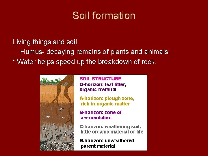 Soil formation Living things and soil Humus- decaying remains of plants and animals. *