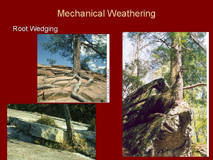 Mechanical Weathering Root Wedging 