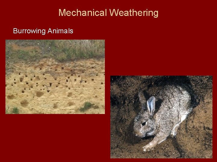 Mechanical Weathering Burrowing Animals 