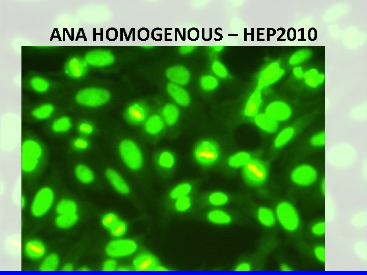 ANA HOMOGENOUS – HEP 2010 
