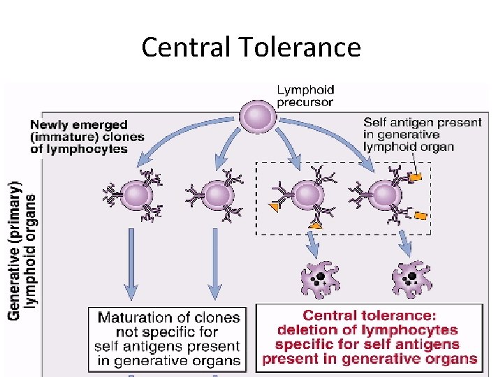 Central Tolerance 