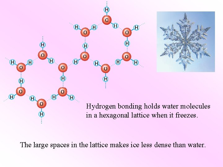 Hydrogen bonding holds water molecules in a hexagonal lattice when it freezes. The large