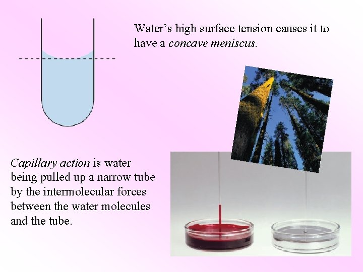 Water’s high surface tension causes it to have a concave meniscus. Capillary action is