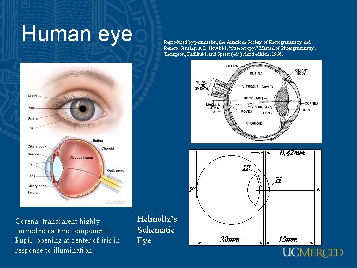 Human eye Corena: transparent highly curved refractive component Pupil: opening at center of iris