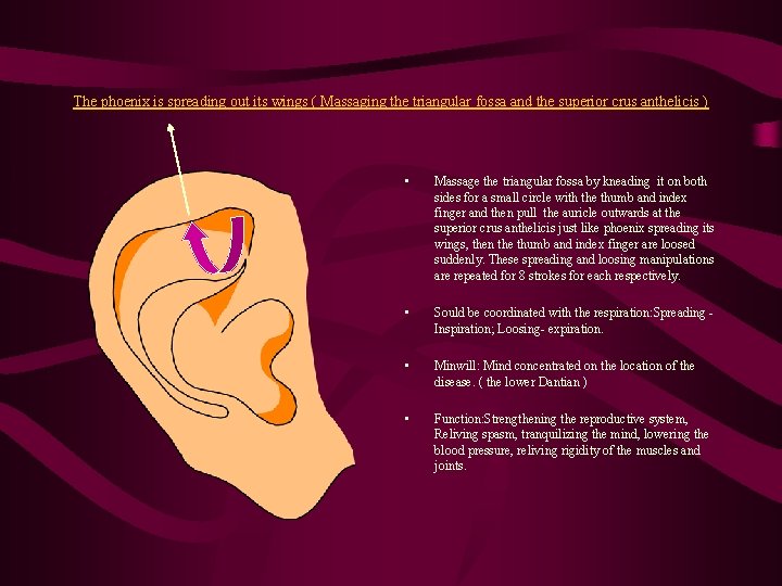 The phoenix is spreading out its wings ( Massaging the triangular fossa and the The phoenix is spreading out its wings ( Massaging the triangular fossa and the