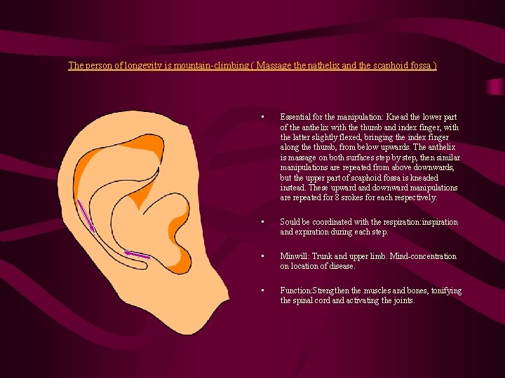 The person of longevity is mountain-climbing ( Massage the nathelix and the scaphoid fossa The person of longevity is mountain-climbing ( Massage the nathelix and the scaphoid fossa