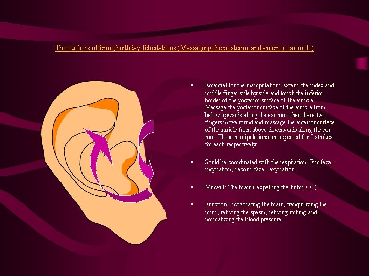 The turtle is offering birthday felicitations (Massaging the posterior and anterior ear root ) The turtle is offering birthday felicitations (Massaging the posterior and anterior ear root )
