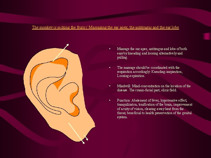 The monkey is picking the fruits ( Massaging the ear apex, the antitragus and The monkey is picking the fruits ( Massaging the ear apex, the antitragus and