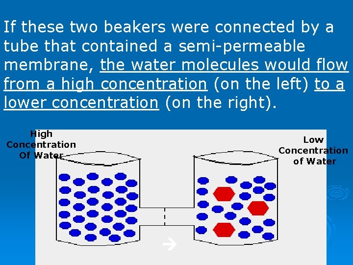 If these two beakers were connected by a tube that contained a semi-permeable membrane,