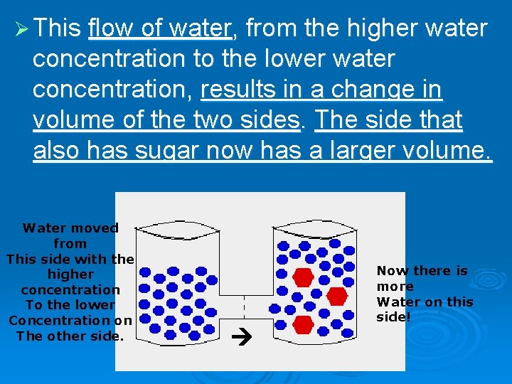 Ø This flow of water, from the higher water concentration to the lower water