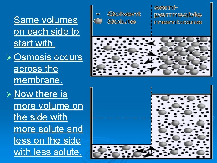 Same volumes on each side to start with. Ø Osmosis occurs across the membrane.