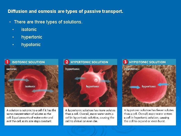 Diffusion and osmosis are types of passive transport. • There are three types of