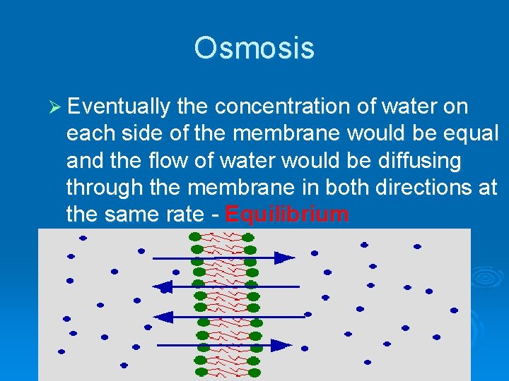 Osmosis Ø Eventually the concentration of water on each side of the membrane would