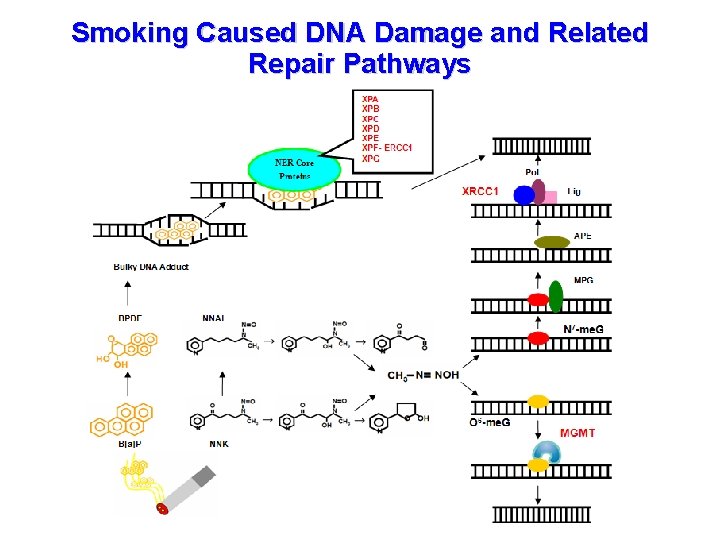 Smoking Caused DNA Damage and Related Repair Pathways 