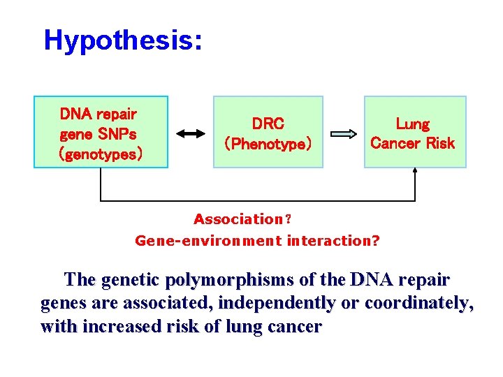 Hypothesis: DNA repair gene SNPs （genotypes） DRC （Phenotype） Lung Cancer Risk Association？ Gene-environment interaction?