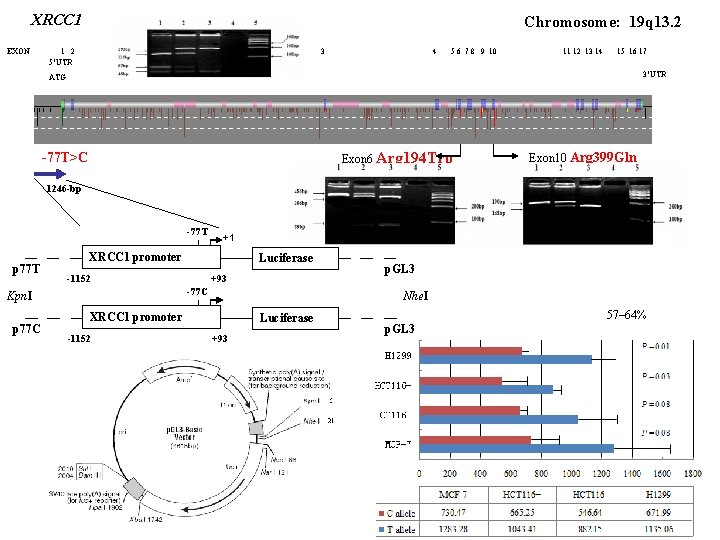 XRCC 1 EXON Chromosome: 19 q 13. 2 1 2 5’UTR 3 4 5