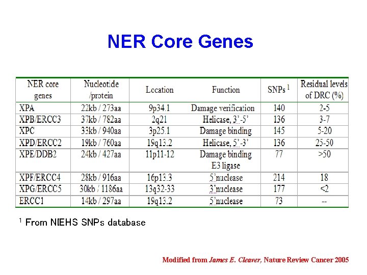 NER Core Genes 1 From NIEHS SNPs database Modified from James E. Cleaver, Nature