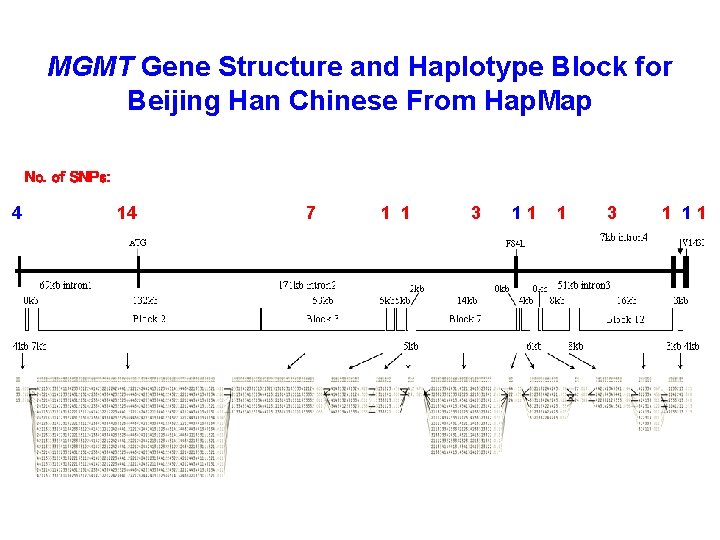 MGMT Gene Structure and Haplotype Block for Beijing Han Chinese From Hap. Map No.