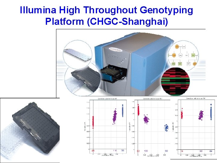 Illumina High Throughout Genotyping Platform (CHGC-Shanghai) 