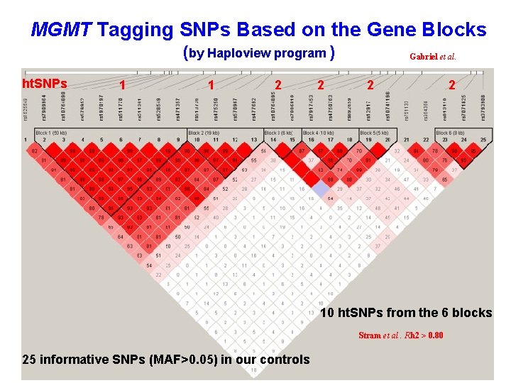 MGMT Tagging SNPs Based on the Gene Blocks (by Haploview program ) ht. SNPs