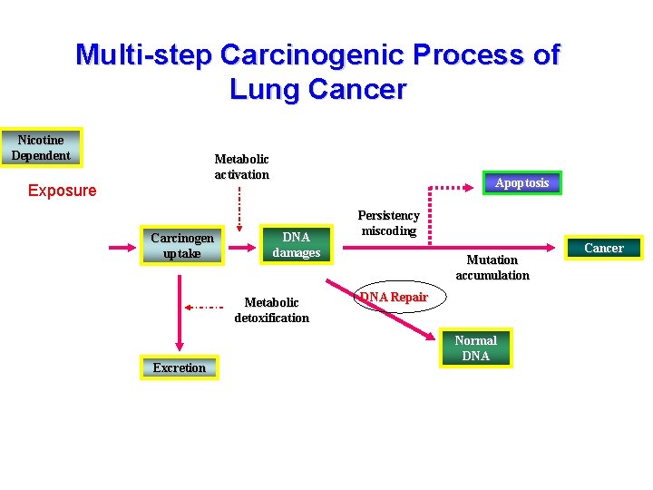 Multi-step Carcinogenic Process of Lung Cancer Nicotine Dependent Metabolic activation Exposure Carcinogen uptake Apoptosis