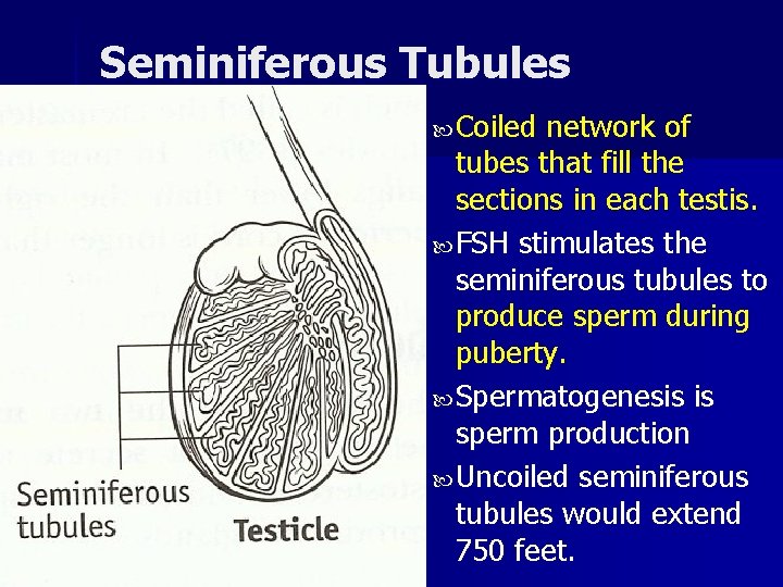 Seminiferous Tubules Coiled network of tubes that fill the sections in each testis. FSH