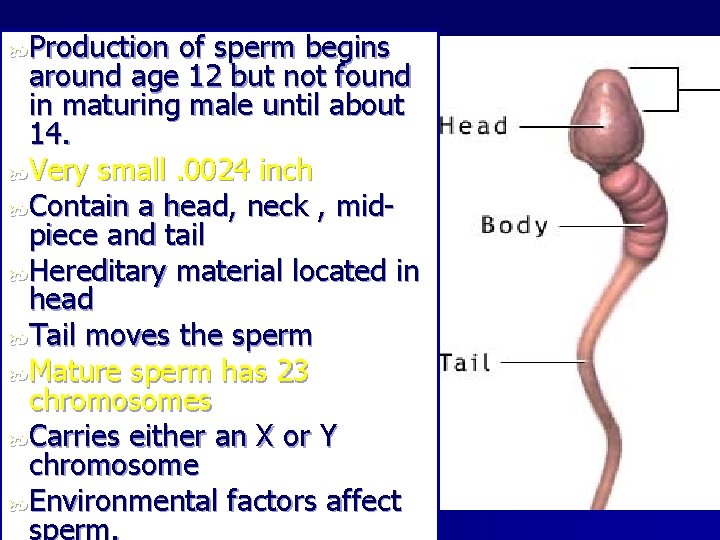 Sperm Production of sperm begins around age 12 but not found in maturing male