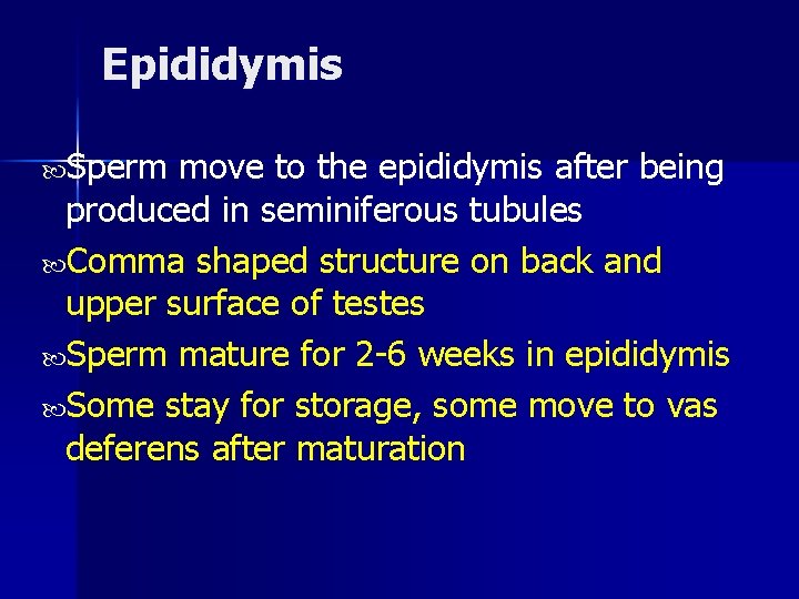 Epididymis Sperm move to the epididymis after being produced in seminiferous tubules Comma shaped