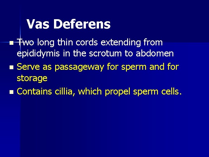 Vas Deferens Two long thin cords extending from epididymis in the scrotum to abdomen