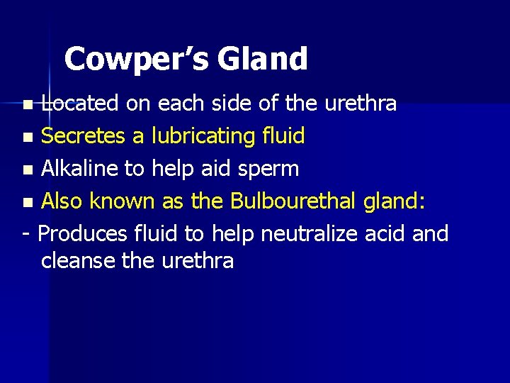 Cowper’s Gland Located on each side of the urethra n Secretes a lubricating fluid