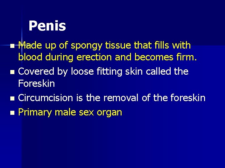 Penis Made up of spongy tissue that fills with blood during erection and becomes