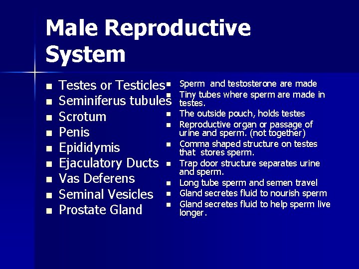 Male Reproductive System n n n n n Testes or Testicles n n Seminiferus