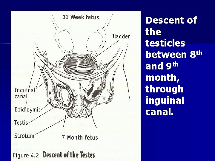 Descent of the testicles between 8 th and 9 th month, through inguinal canal.