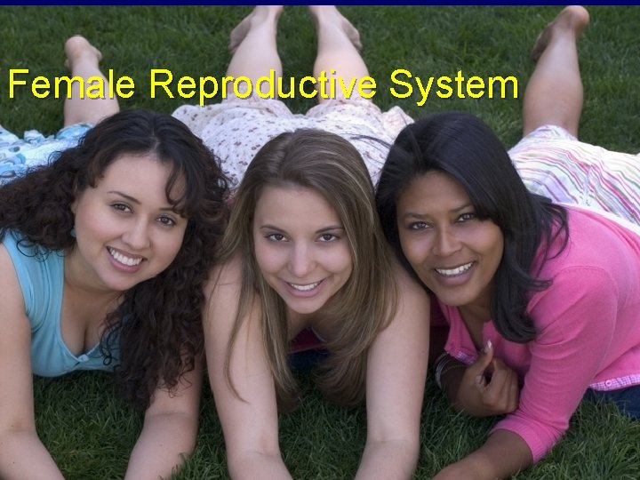 Female Reproductive System 