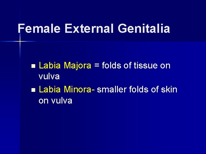 Female External Genitalia Labia Majora = folds of tissue on vulva n Labia Minora-