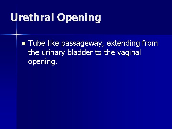 Urethral Opening n Tube like passageway, extending from the urinary bladder to the vaginal