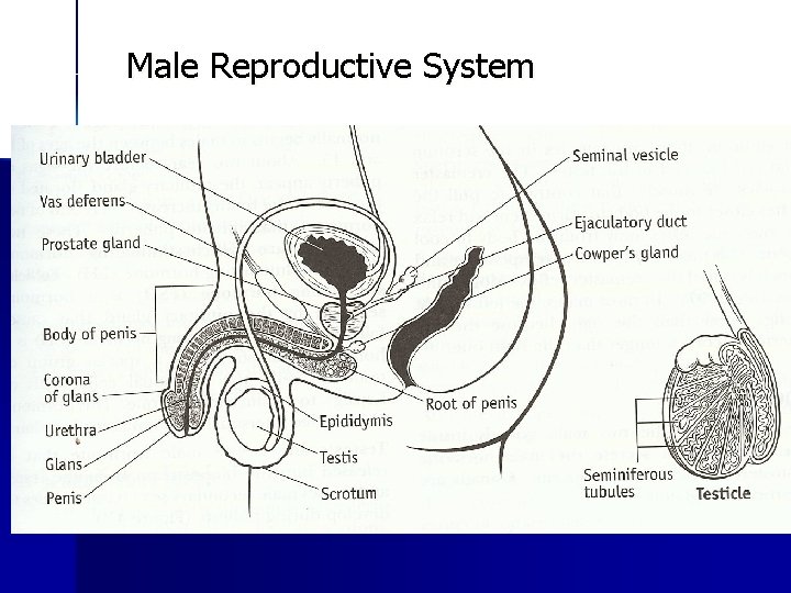 Male Reproductive System Z 