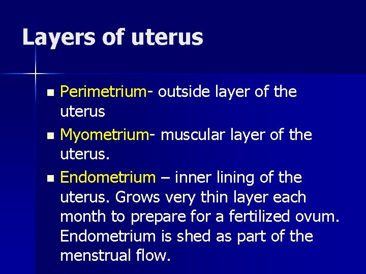 Layers of uterus Perimetrium- outside layer of the uterus n Myometrium- muscular layer of