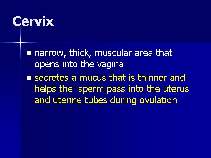 Cervix narrow, thick, muscular area that opens into the vagina n secretes a mucus