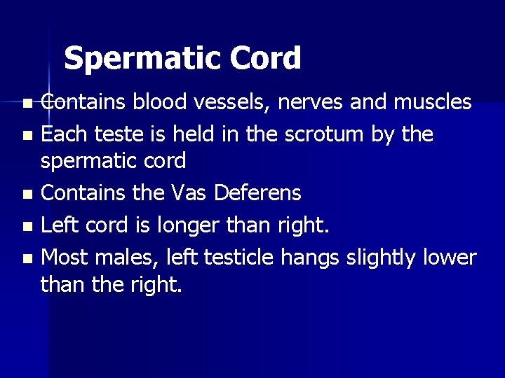 Spermatic Cord Contains blood vessels, nerves and muscles n Each teste is held in