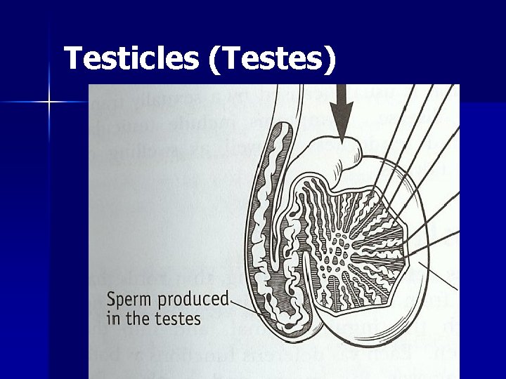 Testicles (Testes) 