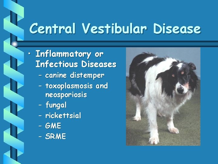 Central Vestibular Disease • Inflammatory or Infectious Diseases – canine distemper – toxoplasmosis and