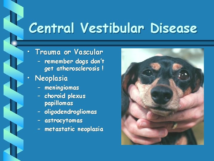 Central Vestibular Disease • Trauma or Vascular – remember dogs don’t get atherosclerosis !