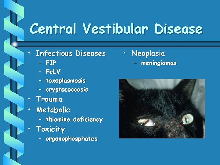 Central Vestibular Disease • Infectious Diseases – – FIP Fe. LV toxoplasmosis cryptococcosis •