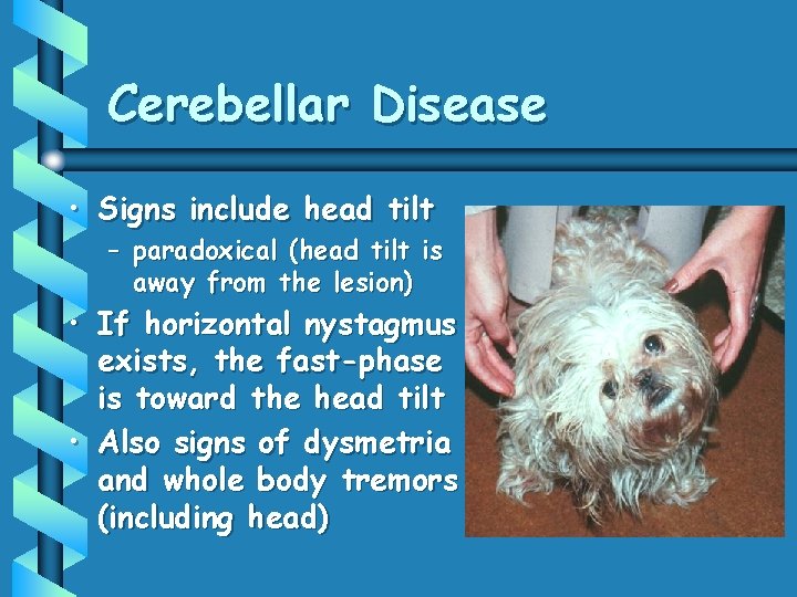 Cerebellar Disease • Signs include head tilt – paradoxical (head tilt is away from