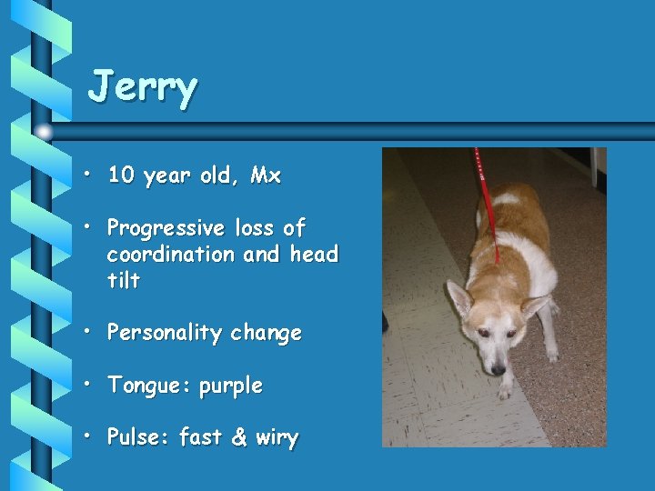 Jerry • 10 year old, Mx • Progressive loss of coordination and head tilt