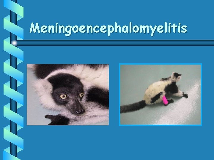 Meningoencephalomyelitis 