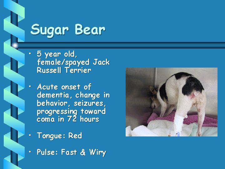 Sugar Bear • 5 year old, female/spayed Jack Russell Terrier • Acute onset of Sugar Bear • 5 year old, female/spayed Jack Russell Terrier • Acute onset of